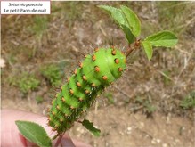 La chenille du petit paon de nuit Image 6